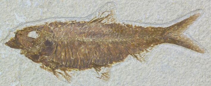 Detailed, Knightia Fossil Fish - Wyoming #54298